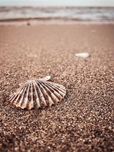 棕色沙滩上白色和棕色的贝壳